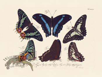 Jablonsky Butterfly 037